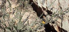 Pentzia dentata