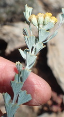 Pentzia dentata