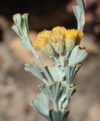 Pentzia dentata