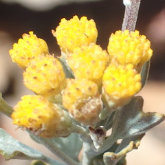 Pentzia dentata