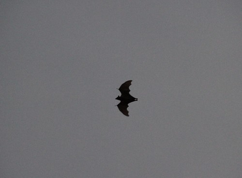 Straw-coloured Fruit Bat