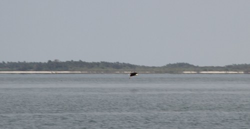 African Fish-Eagle photographed in Guinea