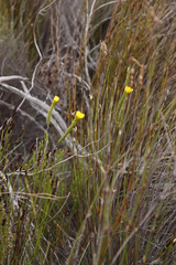 Lachnaea aurea
