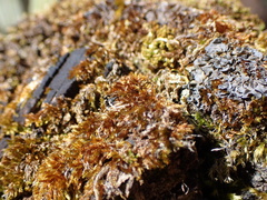 Sematophyllum adnatum