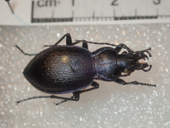 Carabus problematicus