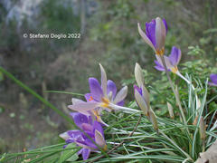 Crocus imperati