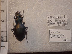 Carabus problematicus
