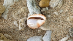 Cypraecassis testiculus