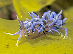 Phyllodesmium macphersonae