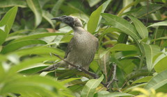 Philemon buceroides yorki