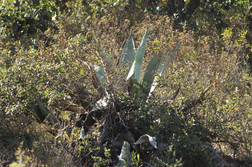 Agave marmorata