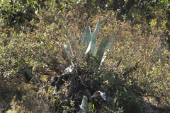 Agave marmorata