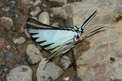 Neographium agesilaus