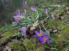 Crocus imperati
