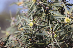 Hakea cinerea