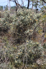Hakea cinerea