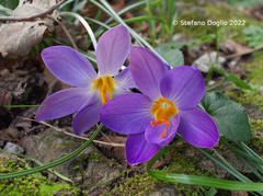 Crocus imperati