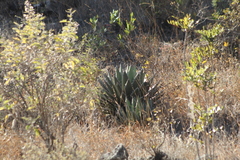 Agave kerchovei