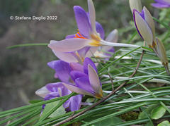 Crocus imperati