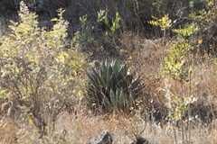 Agave kerchovei