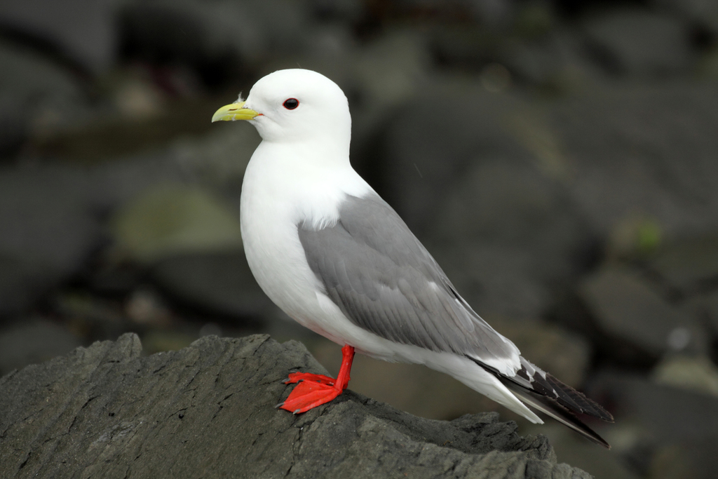 Red-legged Kittiwake (Rissa brevirostris) photo