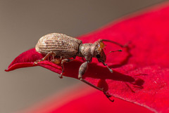 Pandeleteius defectus