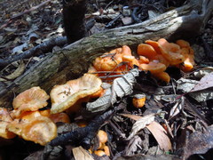 Cantharellus concinnus