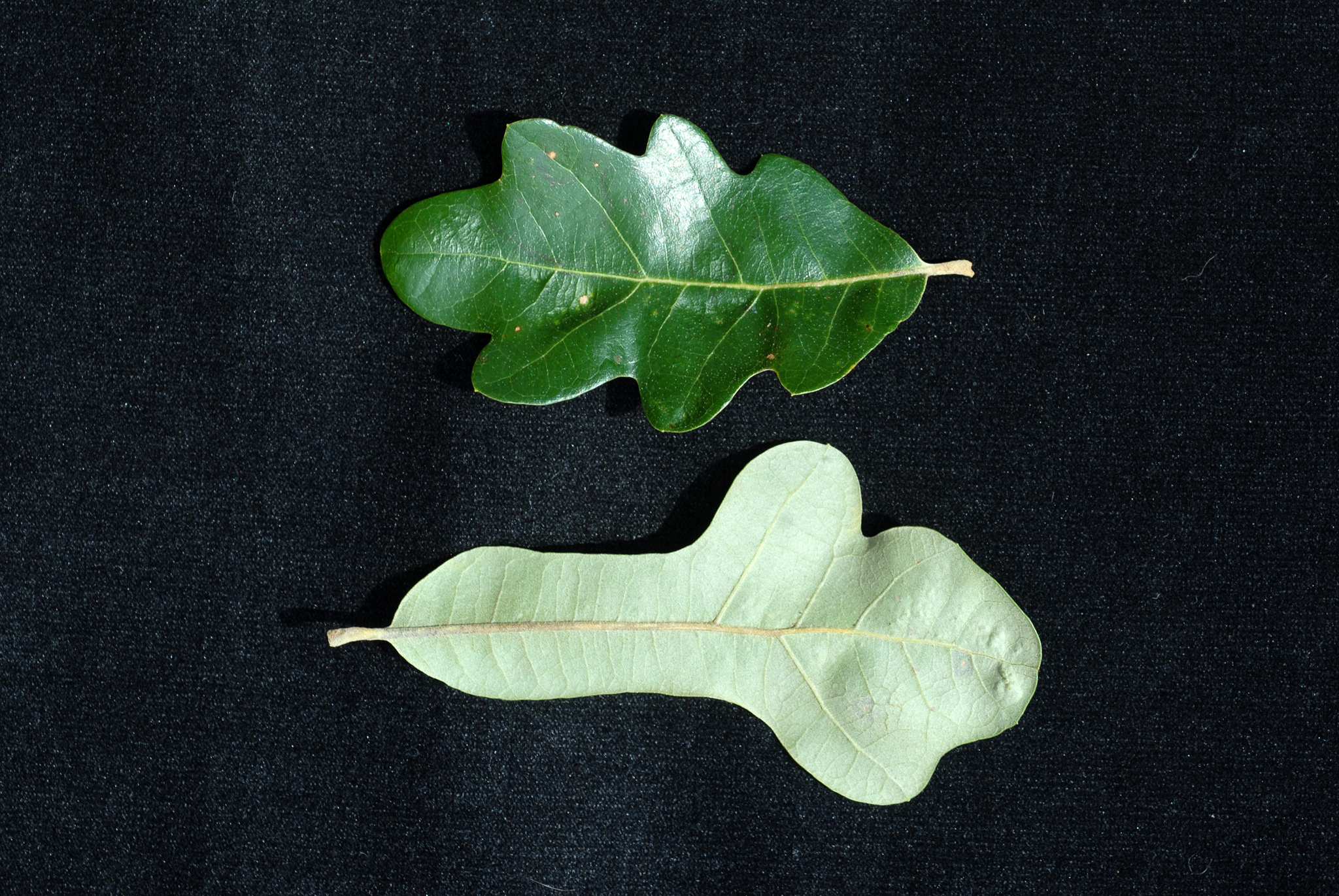 Quercus X burnetensis