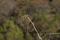 Bursera esparzae