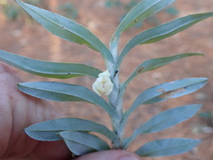 Dichaea glauca