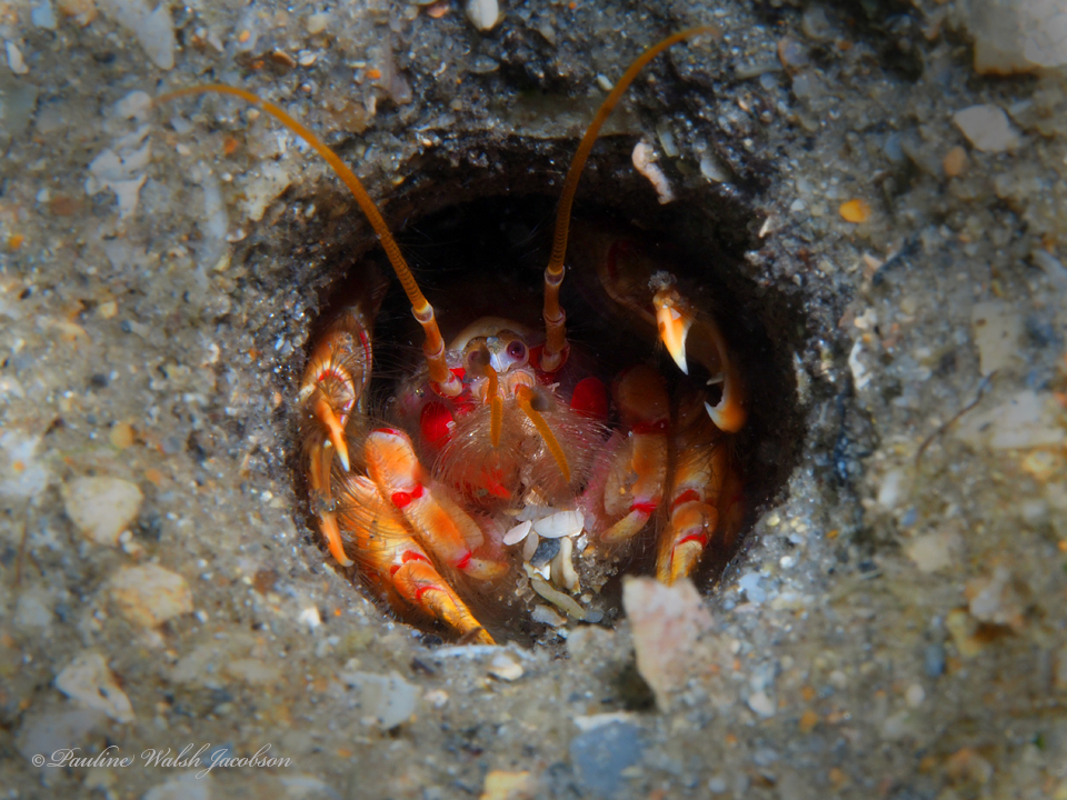 Red-Orange Ghost Shrimp