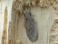 Semioscopis avellanella