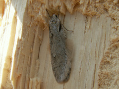 Semioscopis avellanella