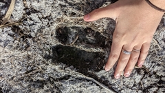 Cervus canadensis canadensis