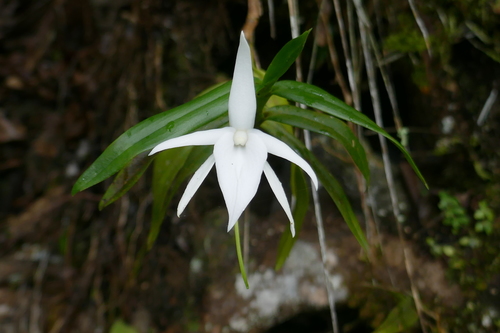 Angraecum mauritianum