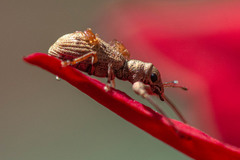 Pandeleteius defectus