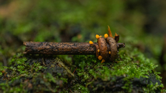 Favolaschia cinnabarina