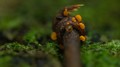 Favolaschia cinnabarina