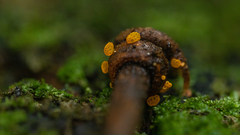 Favolaschia cinnabarina
