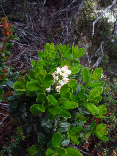 Tetracarpaea tasmannica (Tetracarpaea tasmannica)