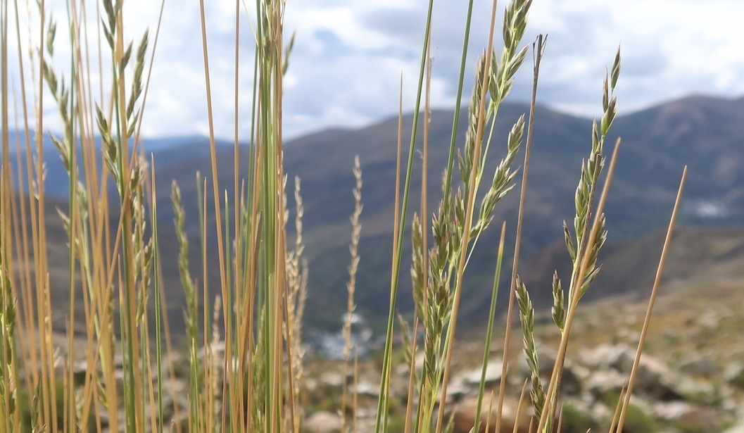Festuca dolichophylla