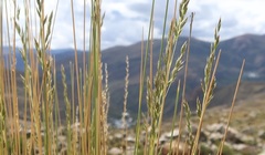 Festuca dolichophylla