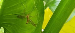 Tipula cava