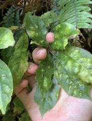 Powellia schefflericola