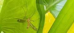 Tipula cava