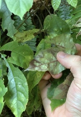 Powellia schefflericola