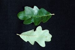 Quercus × burnetensis