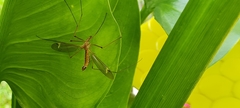 Tipula cava