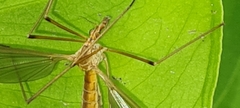 Tipula cava