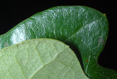 Quercus × burnetensis